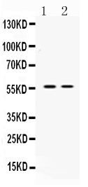 1 - Anti-ANGPTL2 Picoband Antibody ABO10322