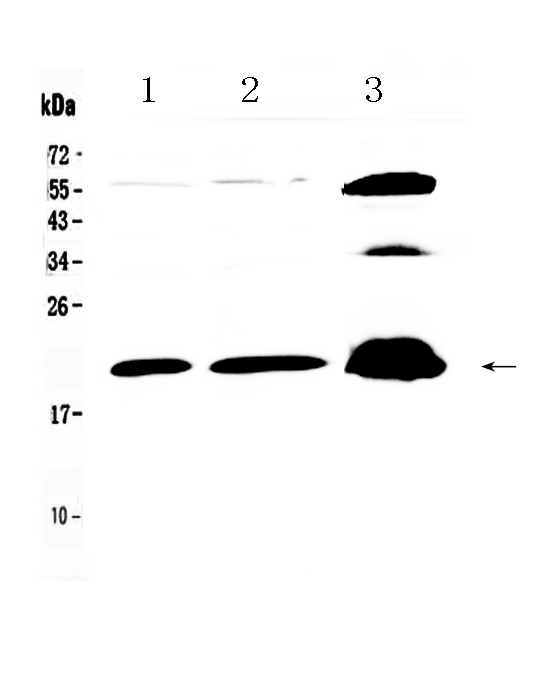 1 - Anti-CPI17 alpha Picoband Antibody ABO10323