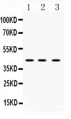 1 - Anti-HnRNP F Picoband Antibody ABO10324