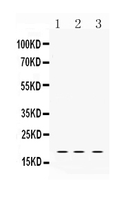 1 - Anti-LMO1 Picoband Antibody ABO10326