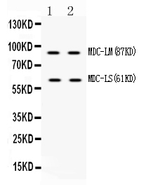 1 - Anti-ADAM28 Picoband Antibody ABO10330