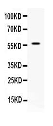 1 - Anti-APEX2 Picoband Antibody ABO10332