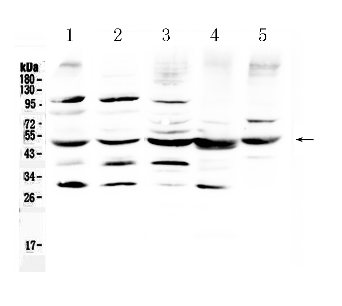 1 - Anti-Bag5 Picoband Antibody ABO10336