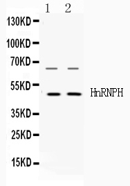 1 - Anti-HnRNP H Picoband Antibody ABO10338