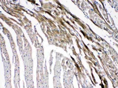 2 - Anti-Connexin 45/GJA7 Picoband Antibody ABO10340