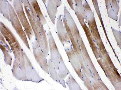 2 - Anti-Connexin 45/GJA7 Picoband Antibody ABO10340