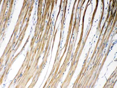 2 - Anti-Connexin 45/GJA7 Picoband Antibody ABO10340