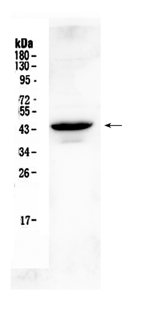 1 - Anti-Connexin 45/GJA7 Picoband Antibody ABO10340