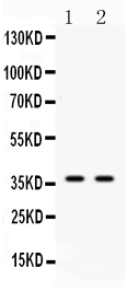 1 - Anti-Annexin VIII Picoband Antibody ABO10341