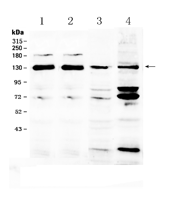 1 - Anti-NCKAP1 Picoband Antibody ABO10343
