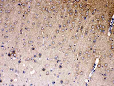 2 - Anti-NDRG3 Picoband Antibody ABO10345