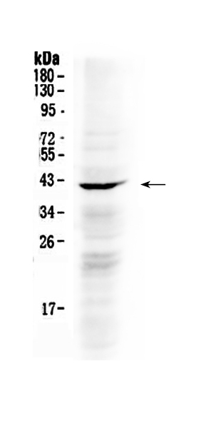 1 - Anti-NDRG3 Picoband Antibody ABO10345