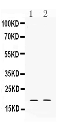 1 - Anti-Alpha Defensin 1 Picoband Antibody ABO10346
