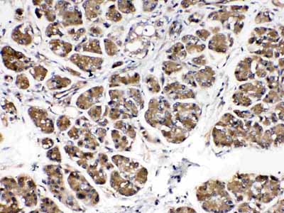 2 - Anti-Alpha Amylase 1 Picoband Antibody ABO10349