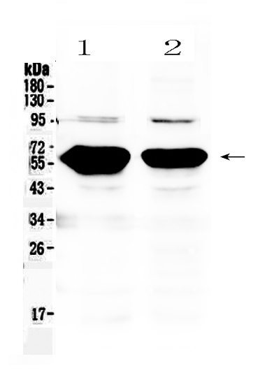 1 - Anti-Alpha Amylase 1 Picoband Antibody ABO10349