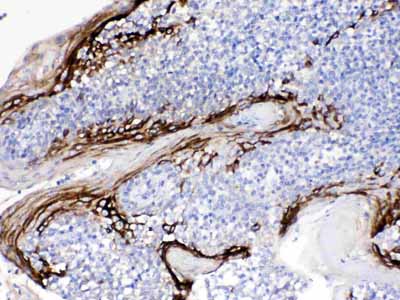 2 - Anti-FDCSP Picoband Antibody ABO10350