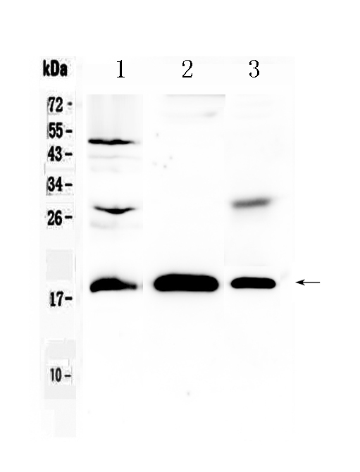 1 - Anti-TMEM240 Picoband Antibody ABO10351