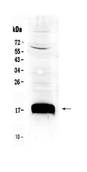 1 - Anti-Sca1/Ly6A/E Picoband Antibody ABO10354