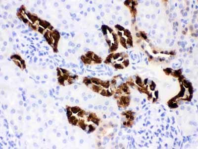 2 - Anti-Calbindin-D Antibody (Monoclonal, CB-955) ABO10402