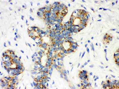 2 - Anti-Calbindin-D Antibody (Monoclonal, CB-955) ABO10402