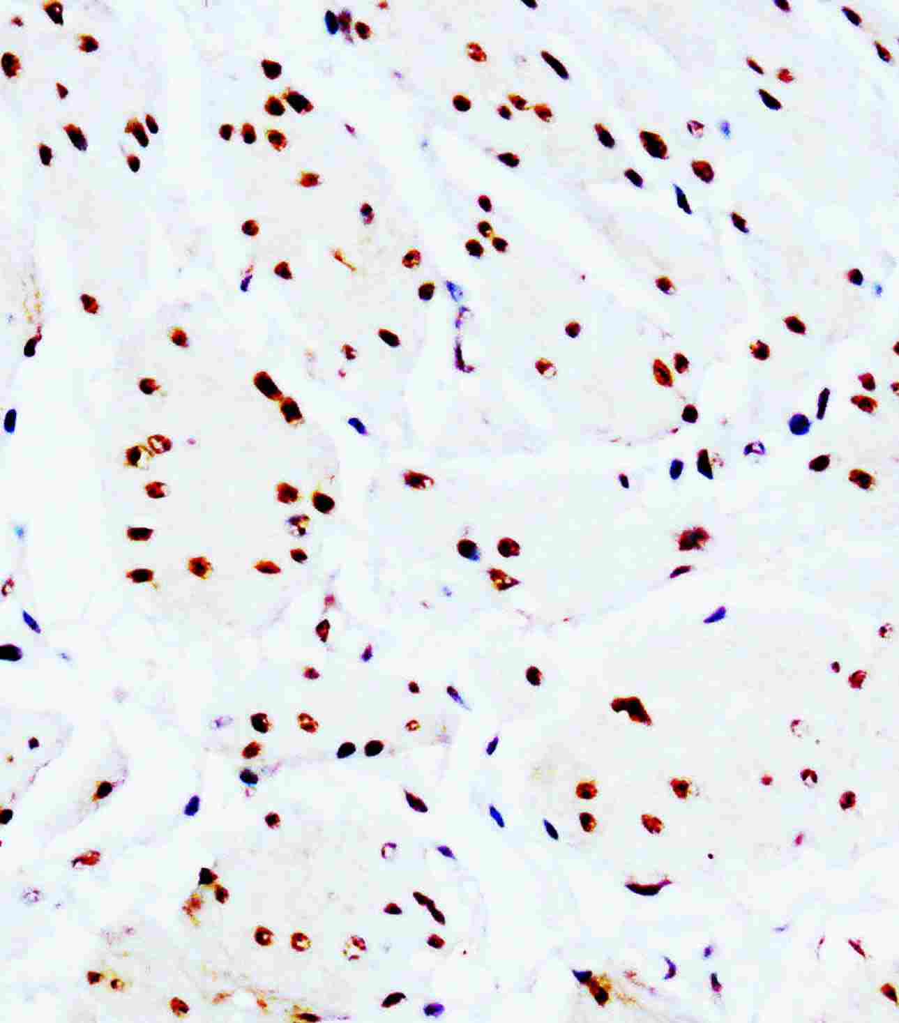 2 - Anti-c-Myc Antibody (Monoclonal, 9E10) ABO10421
