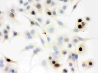 8 - Anti-Cyclin A Antibody (Monoclonal, CY-A1) ABO10424
