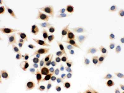 8 - Anti-Cyclin A Antibody (Monoclonal, CY-A1) ABO10424