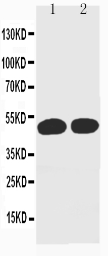 1 - Anti-Cyclin A Antibody (Monoclonal, CY-A1) ABO10424