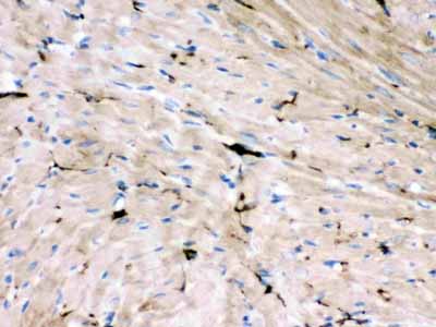 2 - Anti-GAP43 Antibody (Monoclonal, GAP-7B10) ABO10433