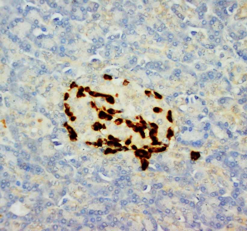 2 - Anti-Glucagon Antibody (Monoclonal, K79bB10) ABO10436