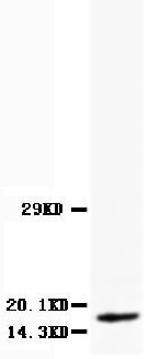 1 - Anti-Myoglobin Antibody (Monoclonal, MG-1) ABO10450