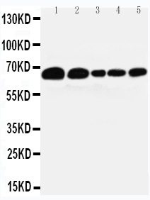 1 - Anti-Paxillin Antibody (Monoclonal, PXC-10) ABO10465