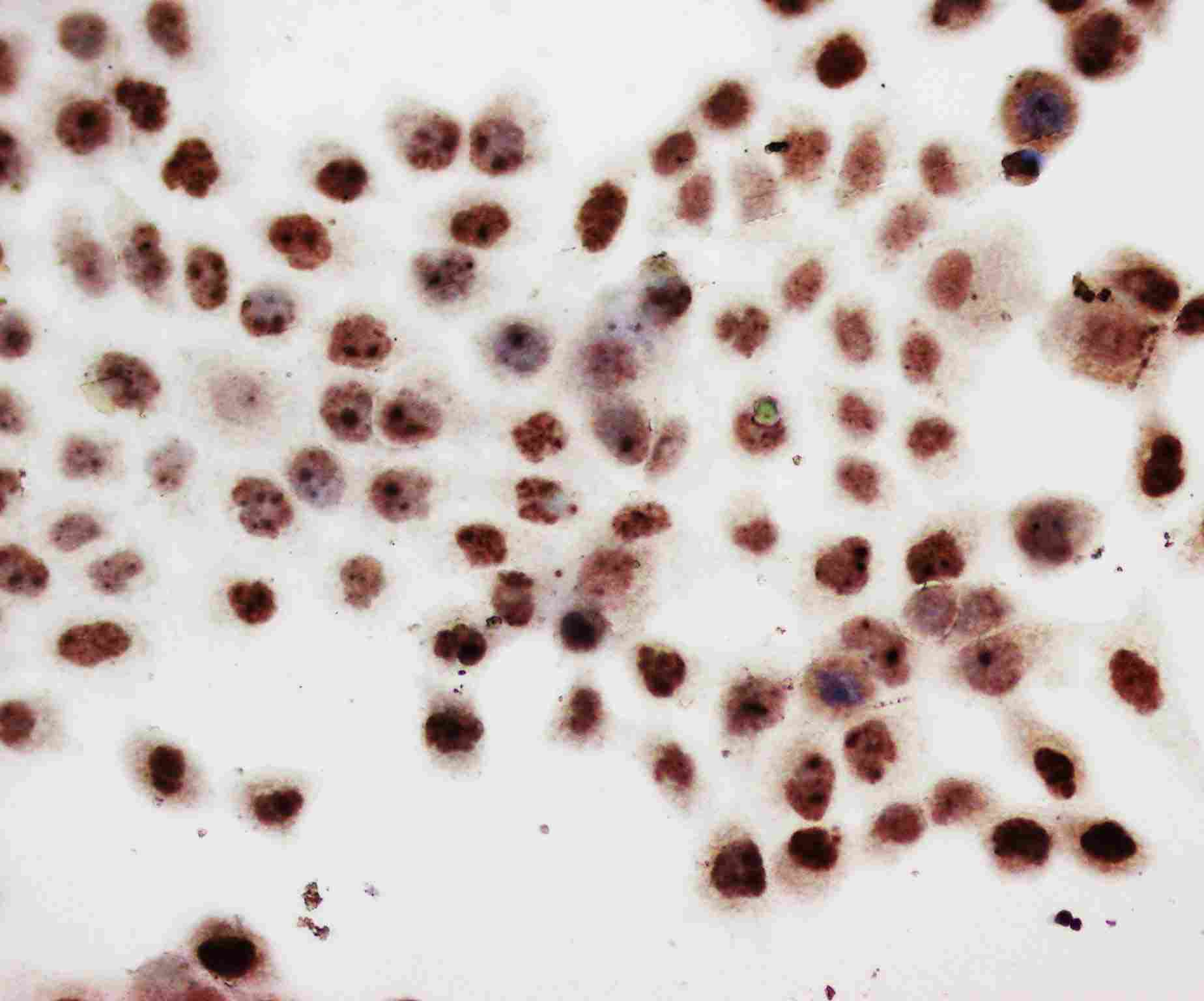 8 - Anti-PCNA Antibody (Monoclonal, PC 10) ABO10468