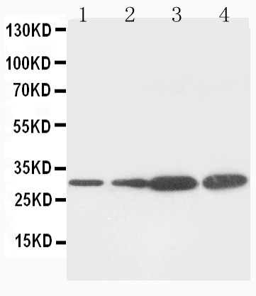 1 - Anti-PCNA Antibody (Monoclonal, PC 10) ABO10468