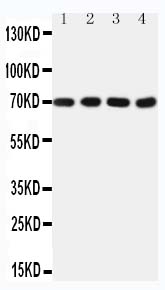1 - Anti-Tau Antibody (Monoclonal, TAU-2) ABO10477