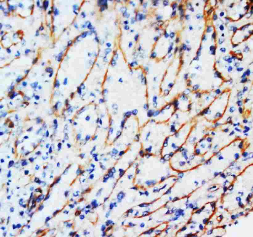 2 - Anti-Vimentin Antibody (Monoclonal, V9) ABO10485