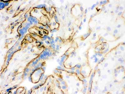 2 - Anti-Vinculin Antibody (Monoclonal, hVIN-1) ABO10486