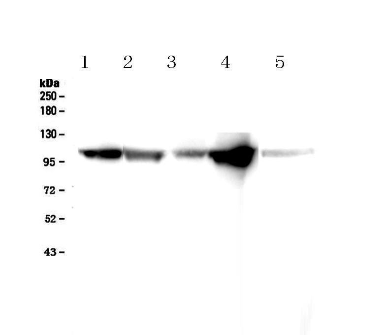1 - Anti-Alpha-Actinin Antibody (Monoclonal, EA-53) ABO10487