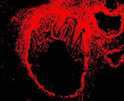 2 - Anti-Alpha-Smooth Muscle Actin Antibody (Monoclonal, 1A4) ABO10489