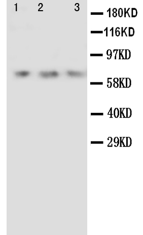 1 - Anti-Angiopoietin-2 Antibody ABO10500