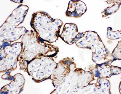 2 - Anti-Annexin A1 Antibody ABO10501