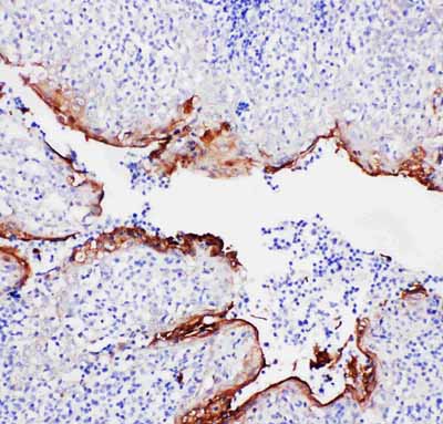 2 - Anti-Annexin A1 Antibody ABO10501