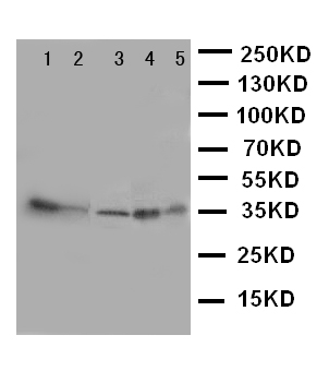 1 - Anti-Annexin IV Antibody ABO10502