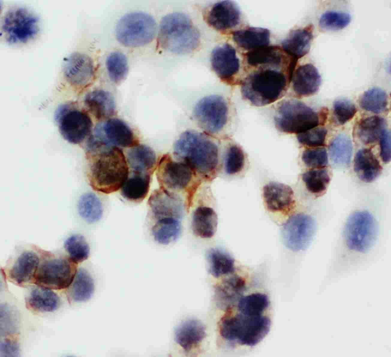 8 - Anti-Annexin V Antibody ABO10503