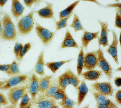 8 - Anti-Annexin V Antibody ABO10503