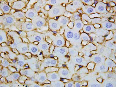 2 - Anti-Annexin V Antibody ABO10503