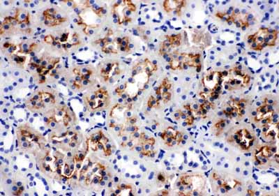 2 - Anti-Aquaporin 1 Antibody ABO10505