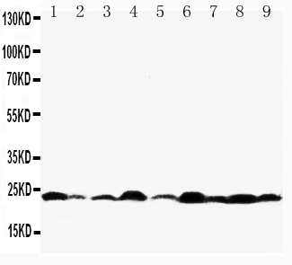 1 - Anti-Bax Antibody ABO10508