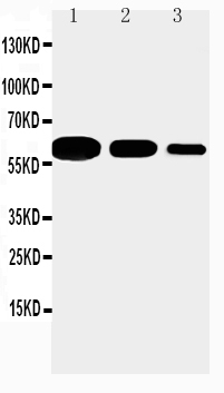 1 - Anti-CD40/TNFRSF5 Antibody ABO10515