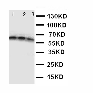 1 - Anti-CD40/TNFRSF5 Antibody ABO10516